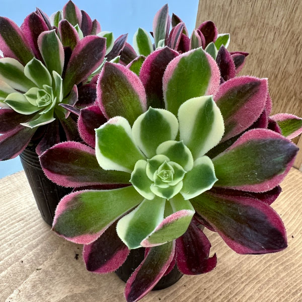 園芸ネット本店｜アエオニウム：リバーストーン 3.5号ポット の通販