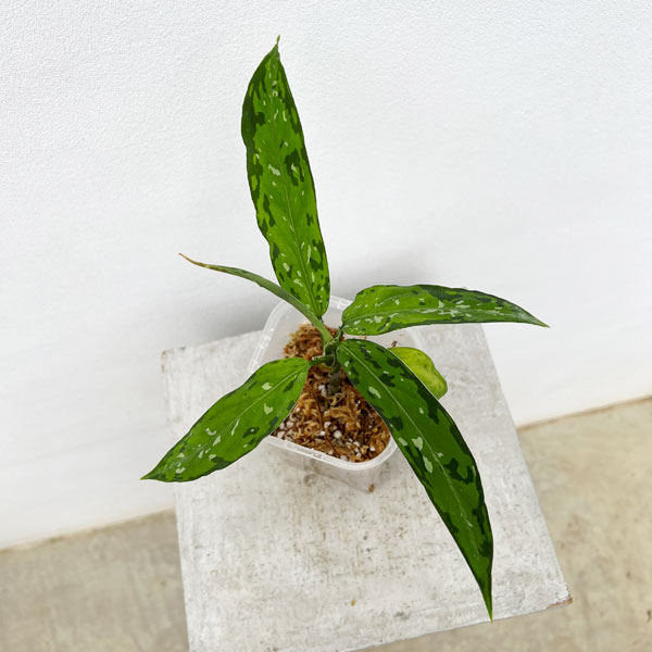 園芸ネット本店｜アグラオネマ：ピクタム アチェナローフォーム 3.5号