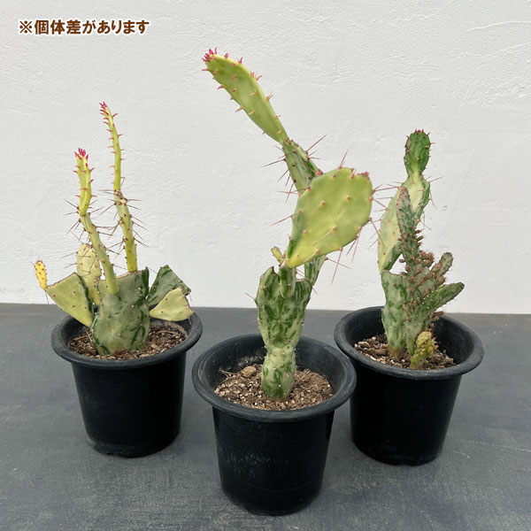 園芸ネット本店｜サボテン：オプンチア マーベリック（斑入り）4号鉢