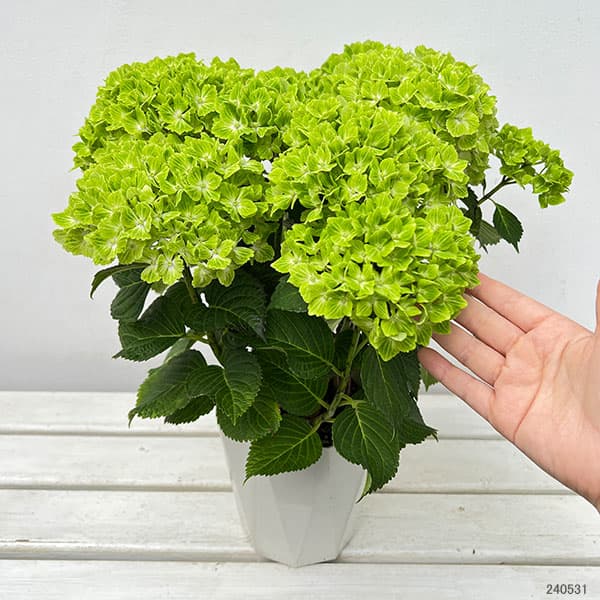 園芸ネット本店｜アジサイ：マジカルラプソディ 5号鉢植え の通販【公式】