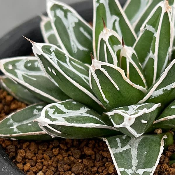 園芸ネット本店｜[ザ・ファームセレクト]アガベ：姫笹の雪 2.5号鉢植え