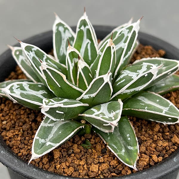 園芸ネット本店｜[ザ・ファームセレクト]アガベ：姫笹の雪 2.5号鉢植え