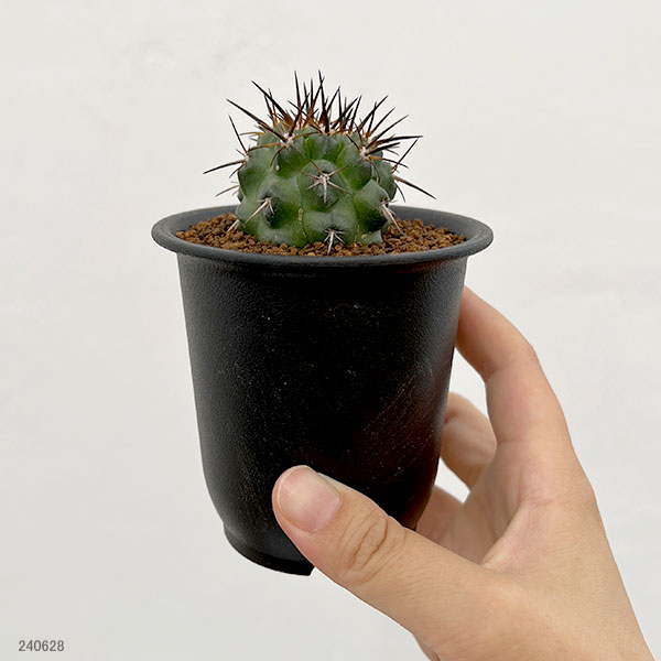 園芸ネット本店｜[ザ・ファームセレクト]コピアポア：カリザレンシス