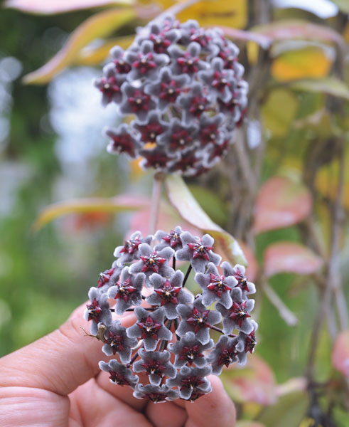 園芸ネット本店｜ホヤ：プビカリックス ロイヤルハワイアンパープル3号