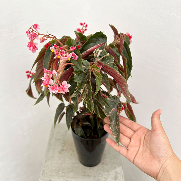 園芸ネット本店｜ベゴニア：ジニーギンガ（銀河・斑入り葉）4号鉢植え