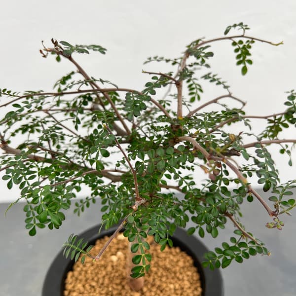 園芸ネット本店｜オペルクリカリア：デカリー （根伏せ株） 4.5号