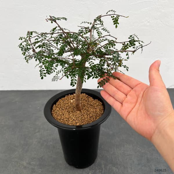 園芸ネット本店｜オペルクリカリア：デカリー （根伏せ株） 4.5号