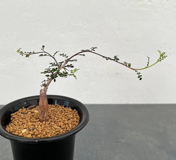 園芸ネット本店｜[ザ・ファームセレクト]オペルクリカリア：デカリー