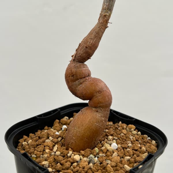 園芸ネット本店｜オペルクリカリア：デカリー （実生株） 3.5号鉢植え