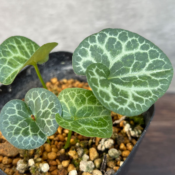 園芸ネット本店｜カンアオイ（寒葵）：真鶴（マナヅル）3号ポット の