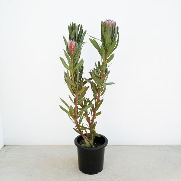 園芸ネット本店｜プロテア：オーストラリスルビー 8号鉢24-01 の通販