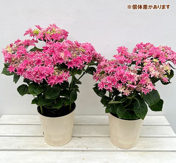 園芸ネット本店｜[春の鉢花予約]アジサイ：月虹（ゲッコウ）ピンク5.5