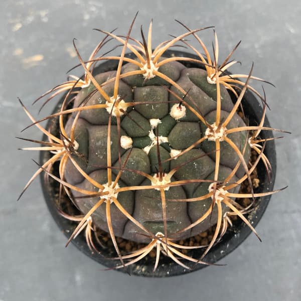 園芸ネット本店｜ギムノカリキウム：尾形丸（オガタマル）3号鉢植え の