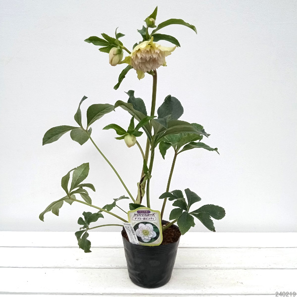 nigella1123 クリスマスローズ 開花実績株 SSゴールドピコティ