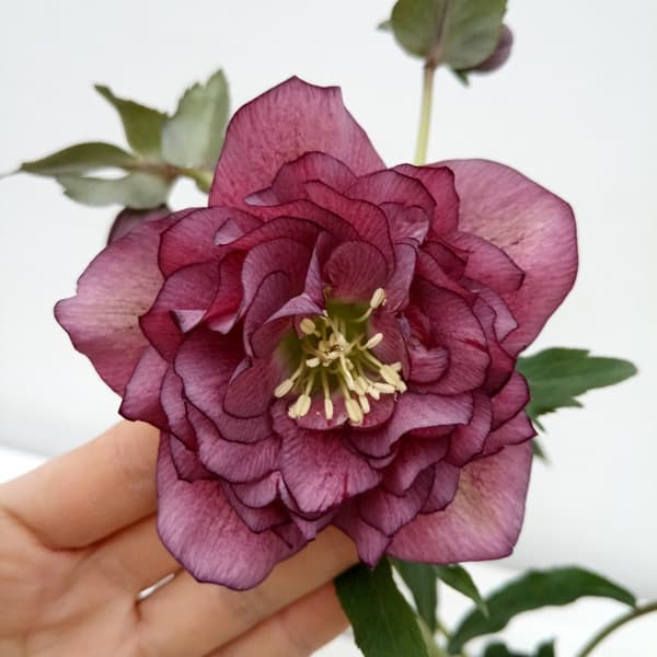 園芸ネット本店｜杉光園芸さんのクリスマスローズ：多弁系24-08レッド