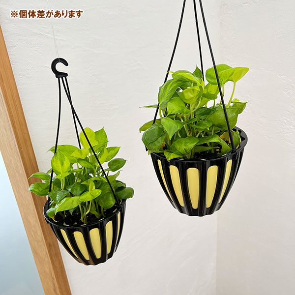 園芸ネット本店｜ポトス：AWファンタジー 5号吊り鉢 の通販【公式】