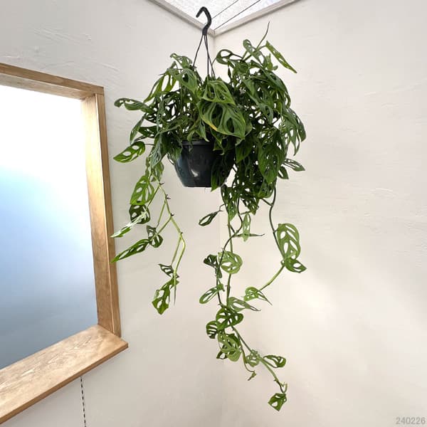 園芸ネット本店｜モンステラ：エピプレムノイデス エスケレート 8号