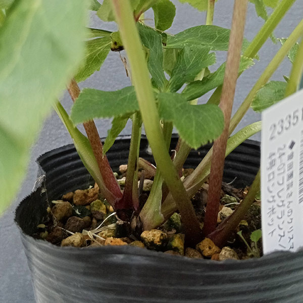 園芸ネット本店｜曽田園芸さんのクリスマスローズ：24-07フレグランス