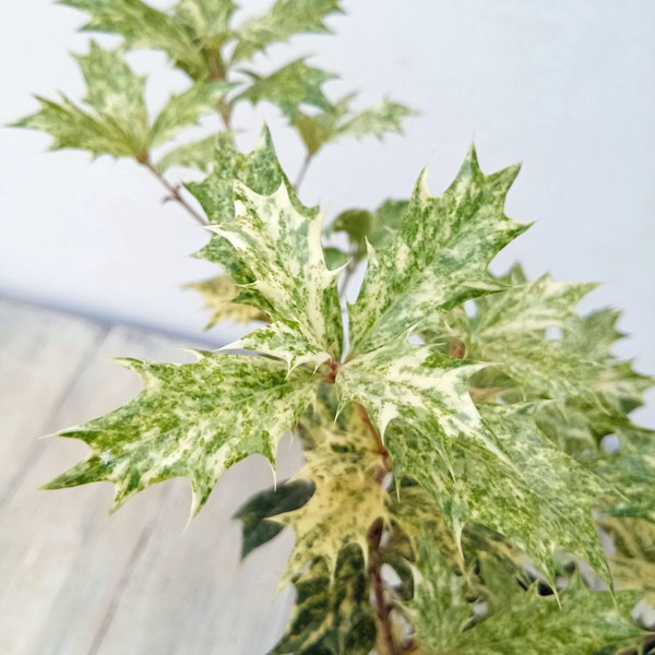 園芸ネット本店｜ヒイラギ：斑入りヒイラギ 3号ポット の通販【公式】