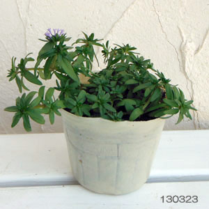 園芸ネット本店｜アスペルラ（タマクルマバソウ）：オリエンタリス