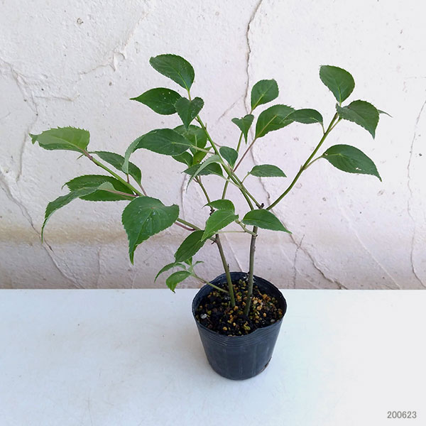 園芸ネット本店｜ハナイカダ（花筏）：雌雄2株植え2.5号ポット の通販