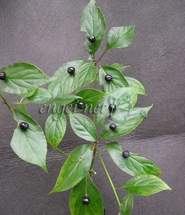 園芸ネット本店｜ハナイカダ（花筏）：雌雄2株植え2.5号ポット の通販