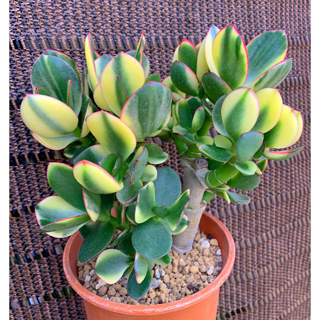 金の成る木 新花月錦 極美苗❣️抜き苗 おまけ付き❣️の通販 by マリ