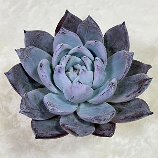 1121164741.jpg?1610892426