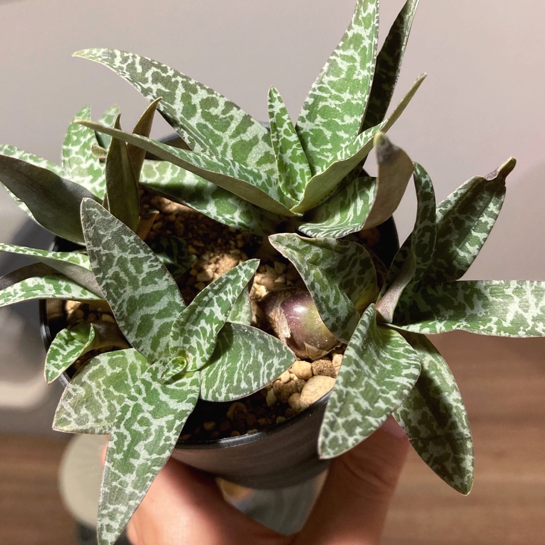 レデボウリア ソシアリス 豹紋 球根植物 観葉植物 ケープバルブ