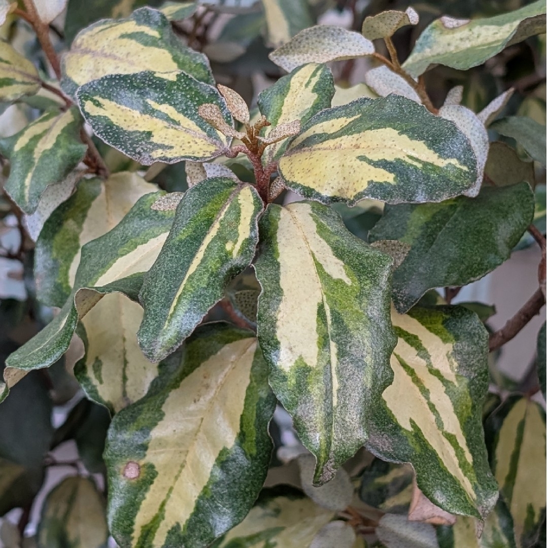 ❃ 斑入りグミ 挿し穂 ❃の通販 by Fabulous!｜ラクマ