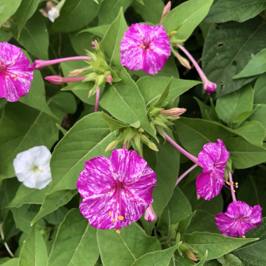 オシロイバナ ミックス色 苗4株塊根 おしろい花 白粉花 夕化粧 白粉花