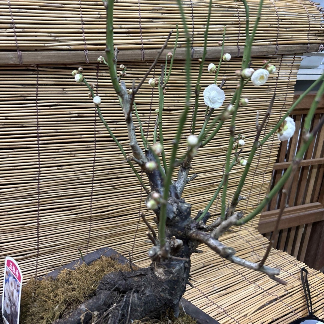 新年の 香り 玉牡丹 梅 盆栽 激安の投げ売り大特価です