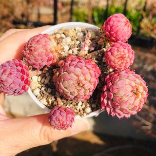 ユーカリ ポポラス フレッシュの通販 by ともたん's shop｜ラクマ