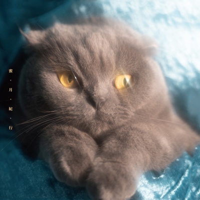 蜜・月・紀・行【2022 レコードの日 限定盤】(アナログレコード) : 猫