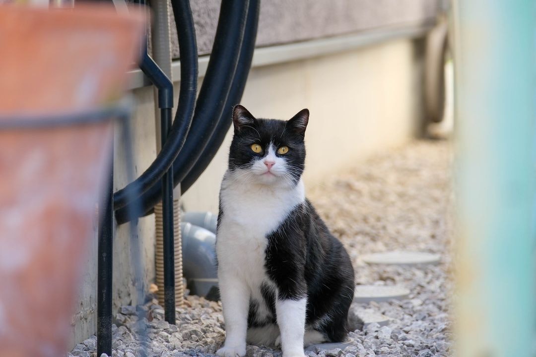 FUJIFUILM XF18-120mmF4 LM PZ WRを徹底解説。作例からレビューまで