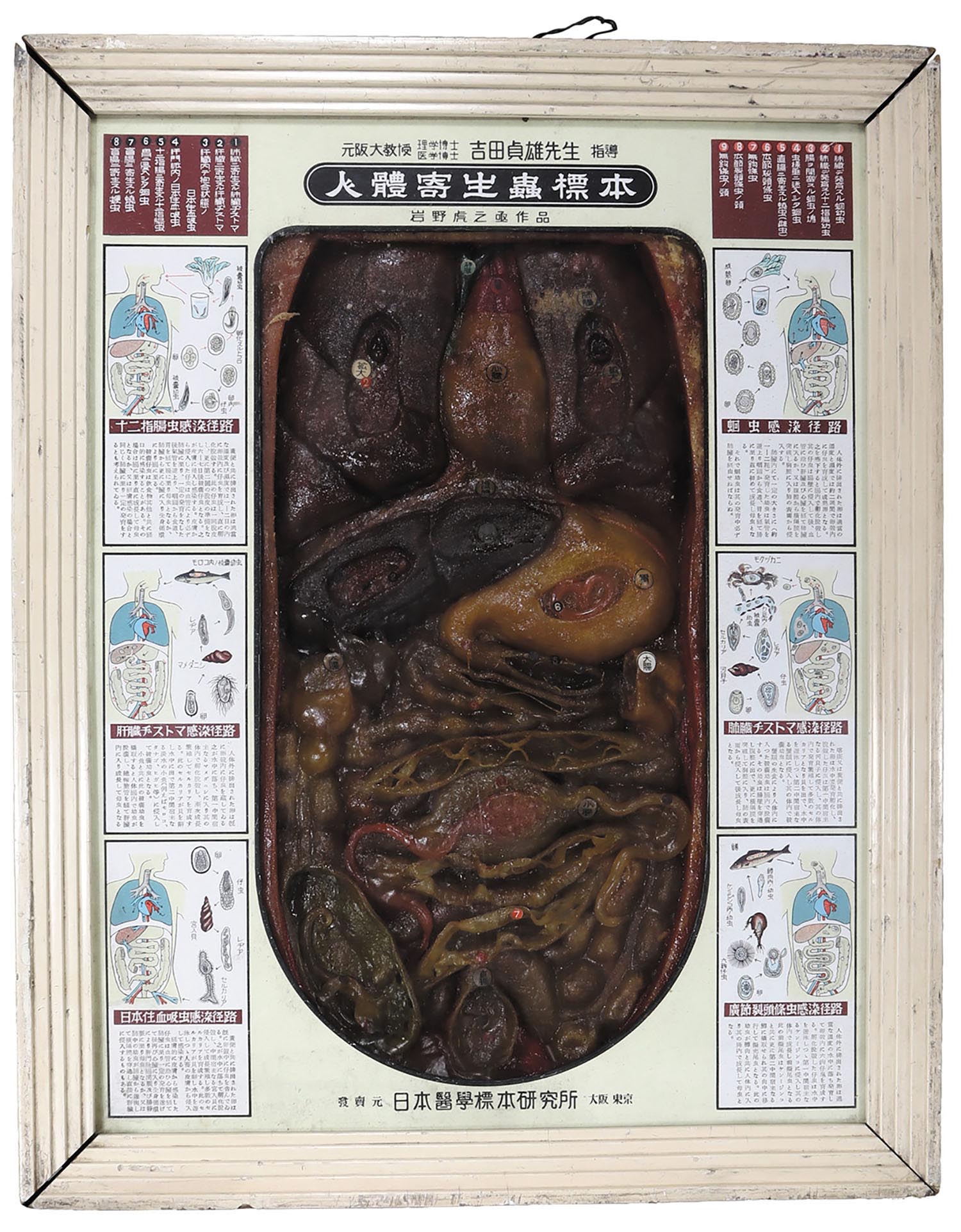 人体寄生虫標本