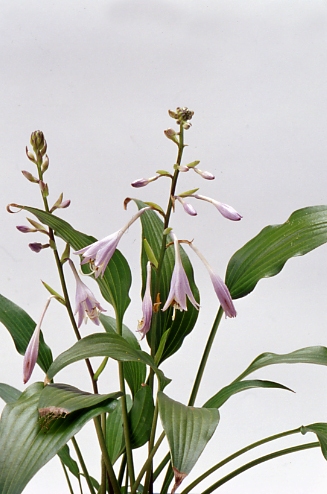 ギボウシ（ホスタ）の種類（原種、品種）｜植物図鑑｜みんなの趣味の