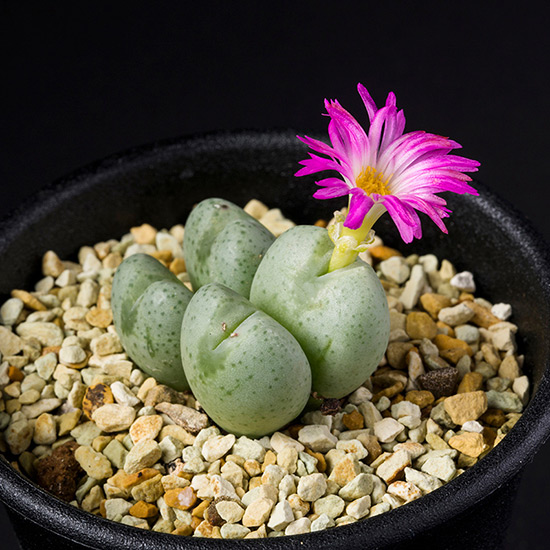 コノフィツムとは｜育て方がわかる植物図鑑｜みんなの趣味の園芸（NHK