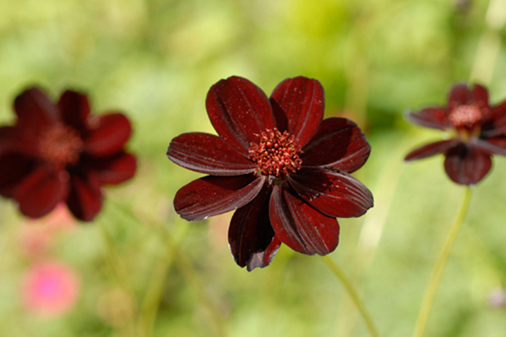 チョコレートコスモスとは｜育て方がわかる植物図鑑｜みんなの趣味の