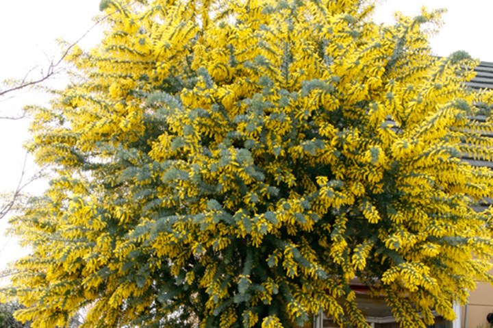 ギンヨウアカシアの育て方・栽培方法｜植物図鑑｜みんなの趣味の園芸