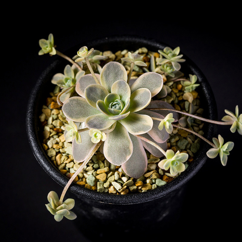 子持ち蓮華錦の基本情報・育て方｜多肉植物・サボテン図鑑｜みんなの