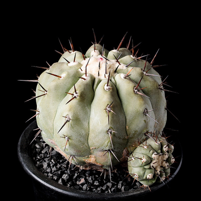 コピアポア黒王丸の基本情報・育て方｜多肉植物・サボテン図鑑