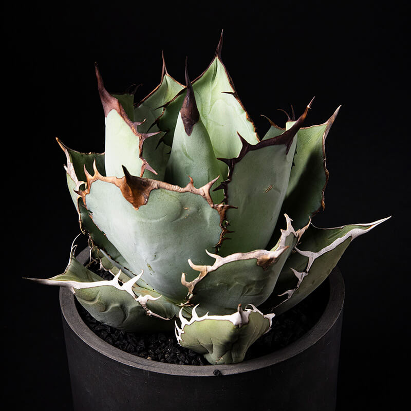 アガベ・チタノタの基本情報・育て方｜多肉植物・サボテン図鑑