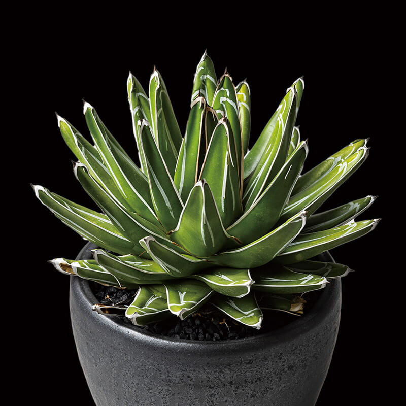 アガベ'笹の雪'の基本情報・育て方｜多肉植物・サボテン図鑑｜みんなの