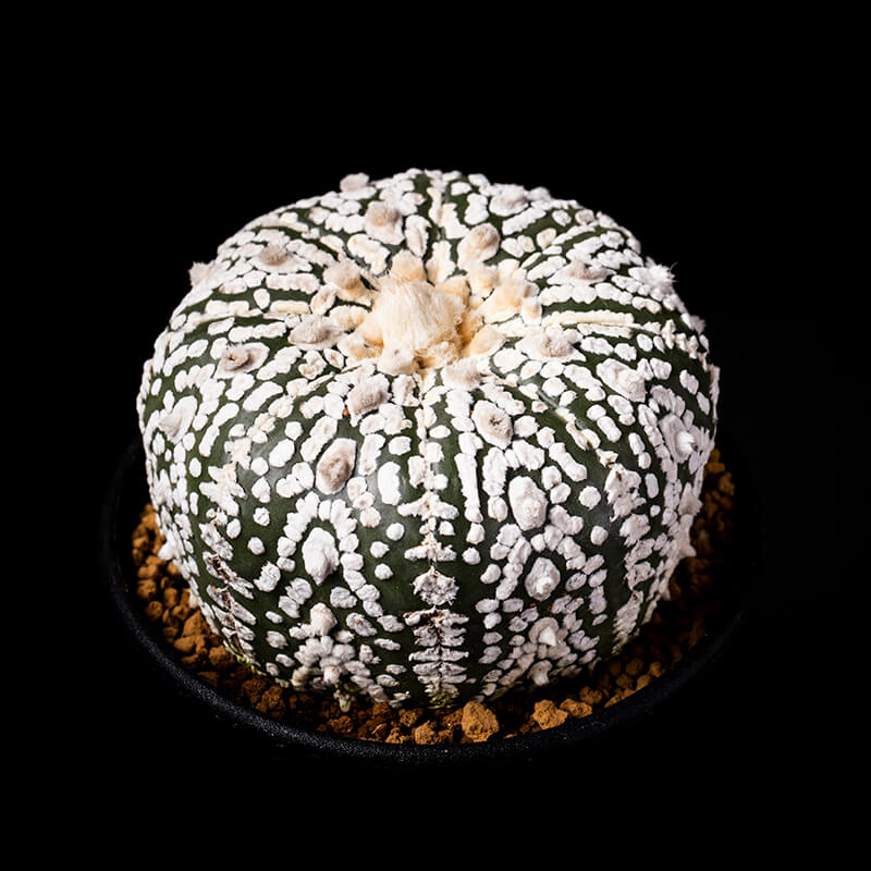 アストロフィツム'スーパー兜'の基本情報・育て方｜多肉植物・サボテン