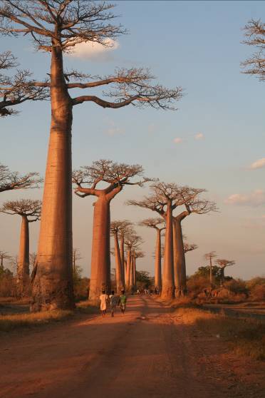 ヴィンテージ 1996年 BAO トーキングカー Baobab ジャンク