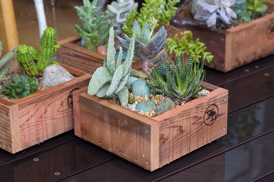 木箱に多肉植物を寄せ植えする石を配して、自然を切り取ったような景観