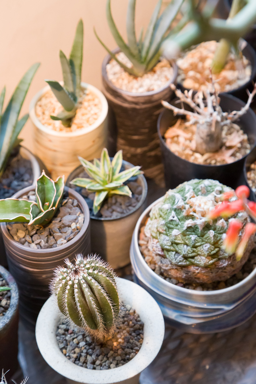 観葉植物 11ポット、ピコロール、 現状確認用 アクアテラポット 観葉