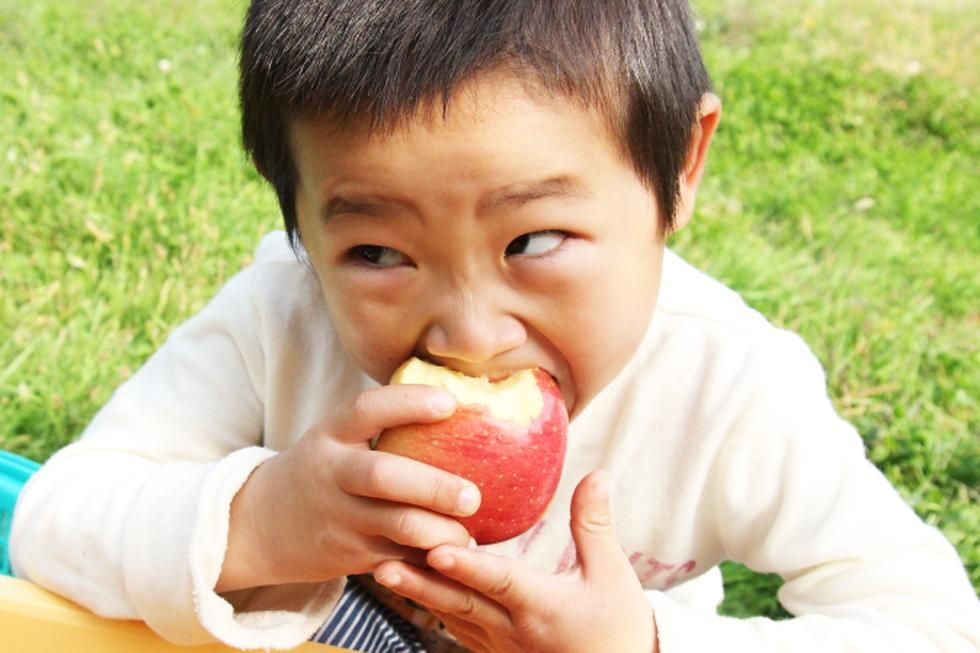 諏訪農園｜りんご｜サンふじ 特選品 3kg 9個～12個