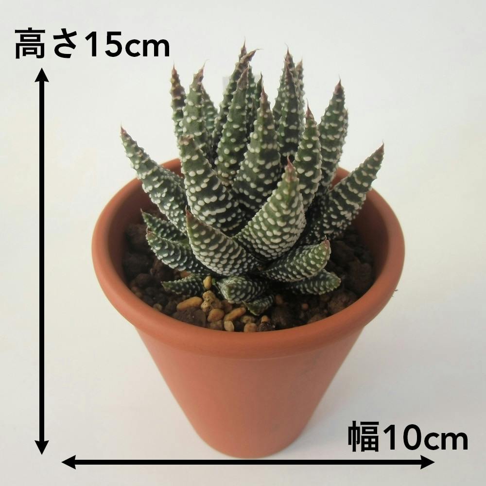 多肉植物 ハオルチア・コアクタータ【別送品】(販売終了) | 花